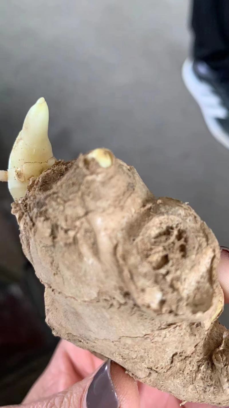 姜种催芽姜种产量高提供种植技术，支持全国发货