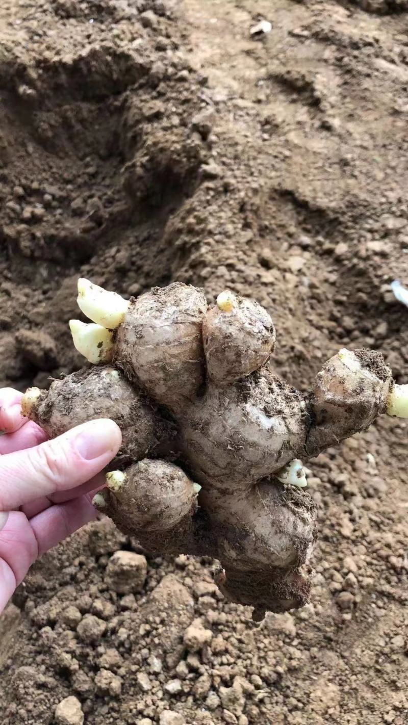 姜种催芽姜种产量高提供种植技术，支持全国发货