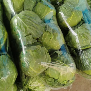 【推荐】甘蓝包菜圆包菜产地直供量大质优全国发货