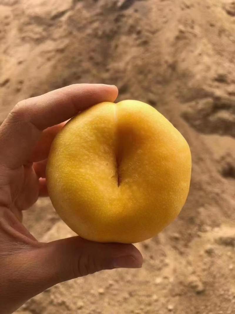 桃子