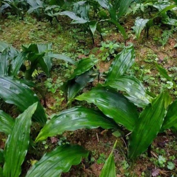毛慈姑苗，毛慈姑块茎