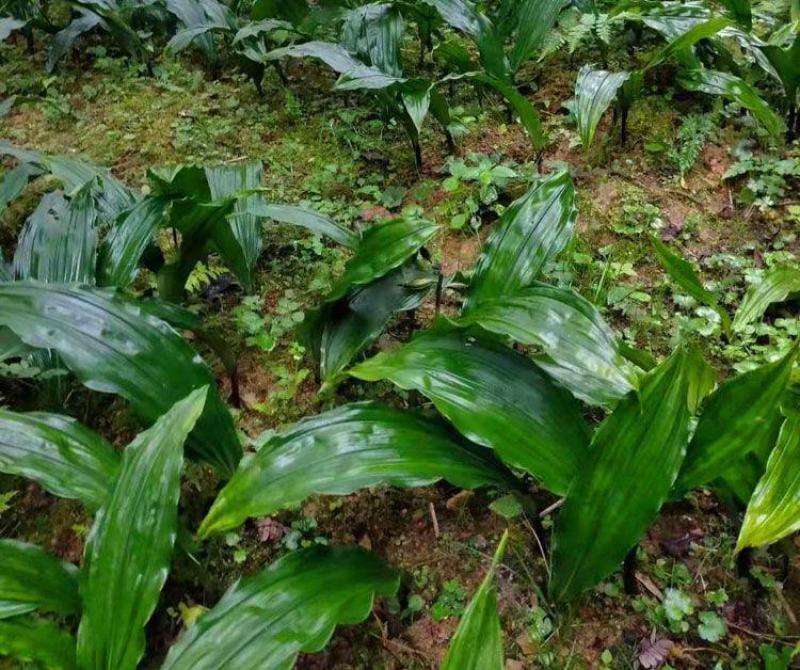 毛慈姑苗，毛慈姑块茎