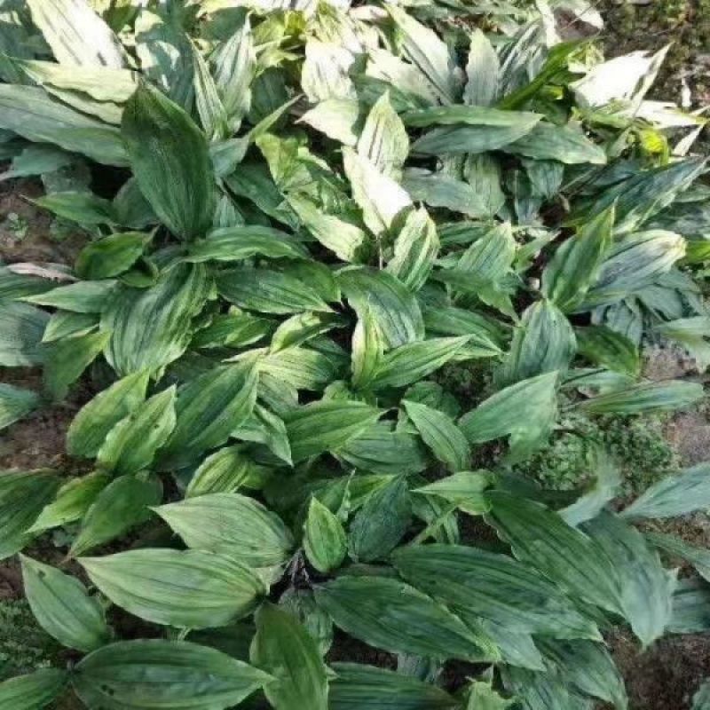 毛慈姑苗，毛慈姑块茎