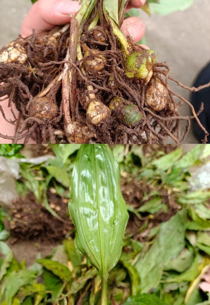 毛慈姑苗，毛慈姑块茎