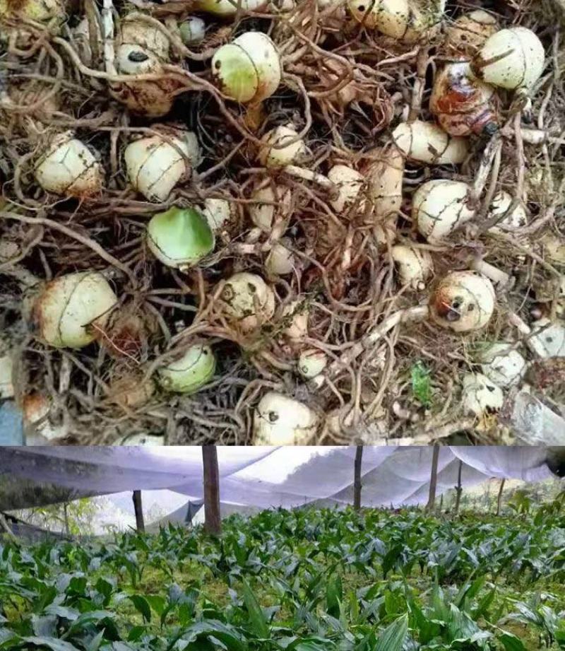 毛慈姑苗，毛慈姑块茎