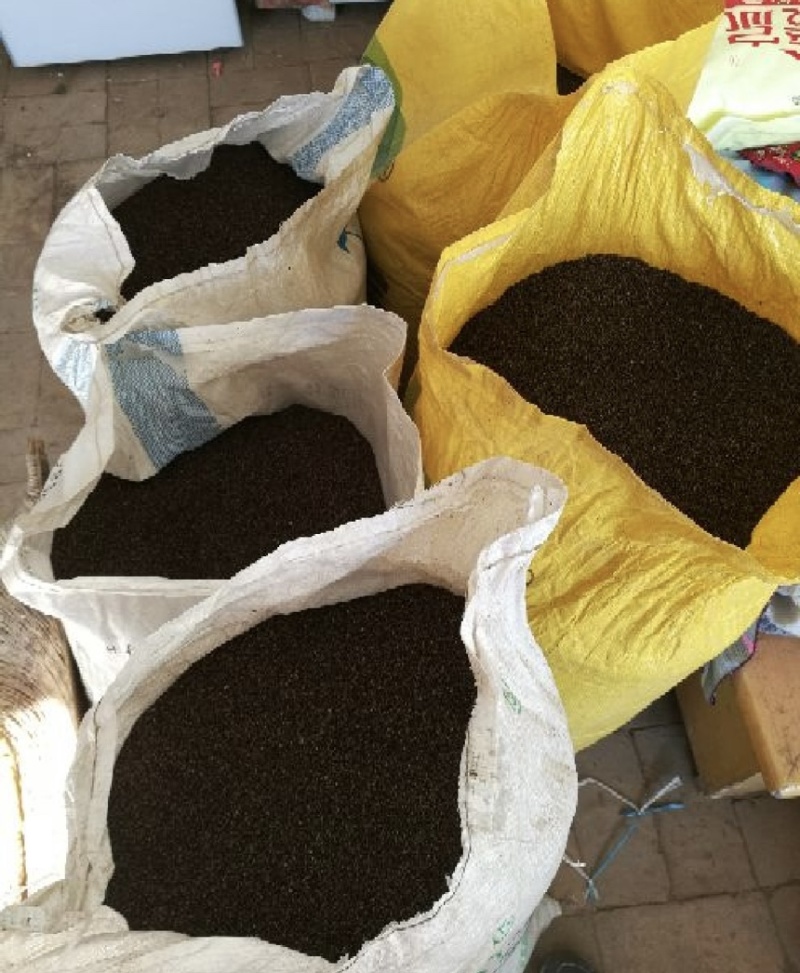 油菜籽新油菜籽油菜籽厂家现货批发菜籽高含油油菜籽