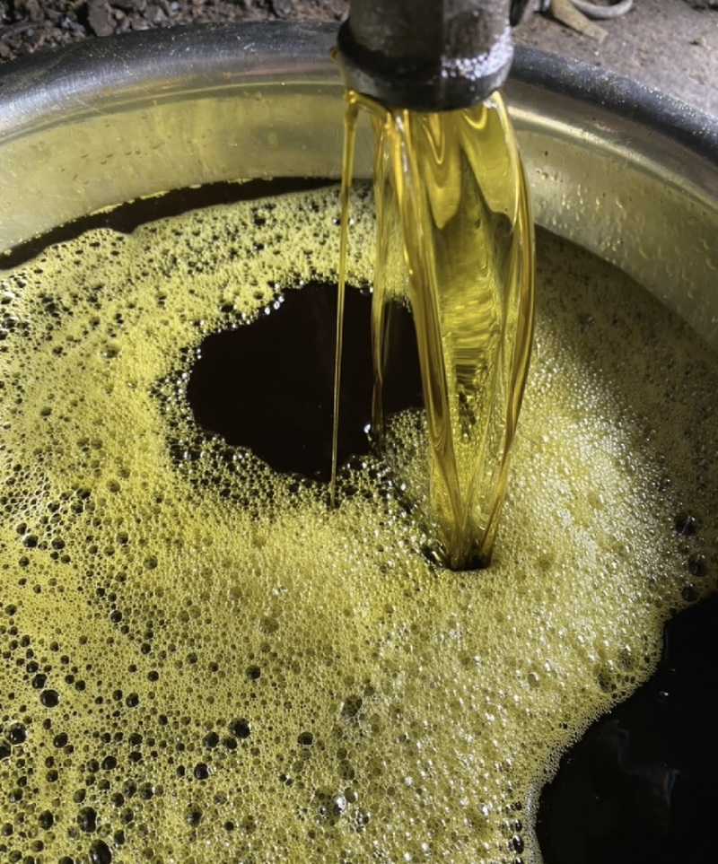油菜籽新油菜籽油菜籽厂家现货批发菜籽高含油油菜籽
