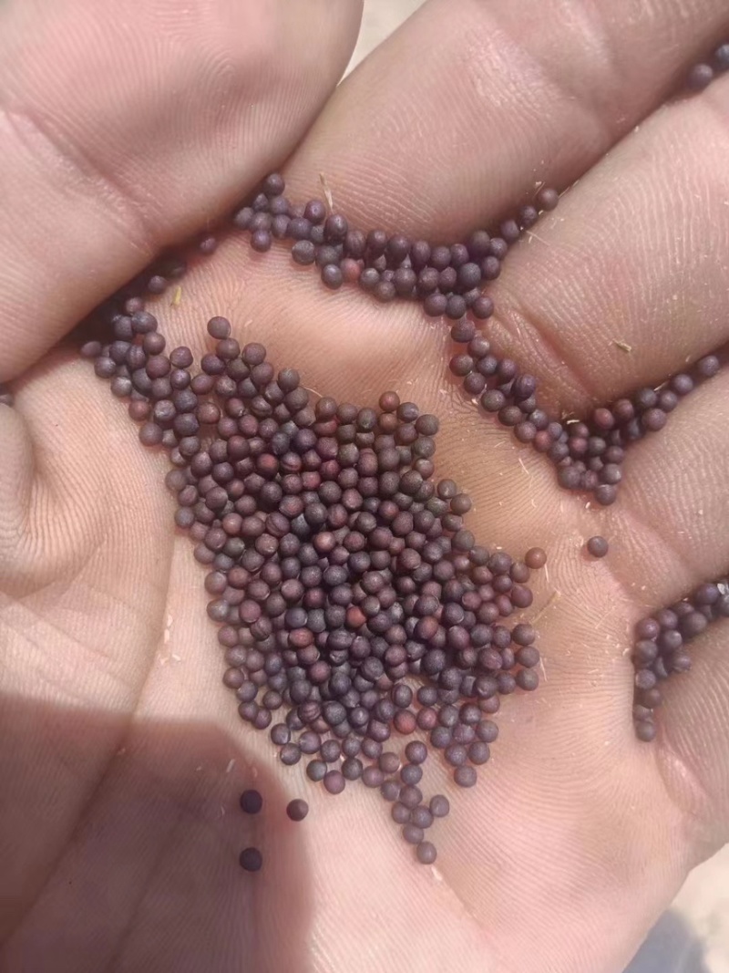 油菜籽源头厂家菜籽油菜籽出油高新菜籽黑菜籽