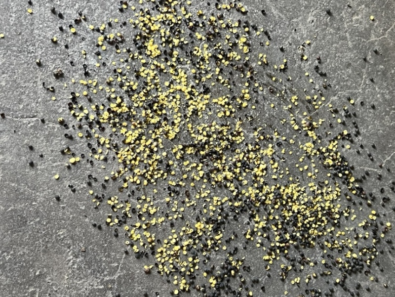 油菜籽厂家现货菜籽黄菜籽精品黄菜籽全国发货