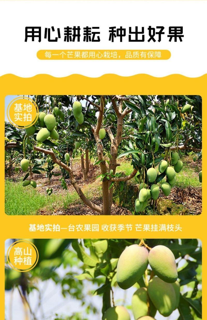 正宗海南小台农1.2元一斤，5000斤，