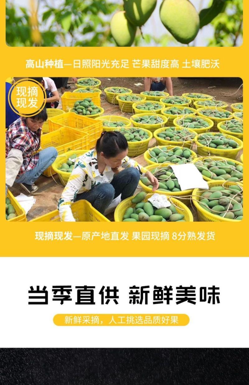 正宗海南小台农1.2元一斤，5000斤，