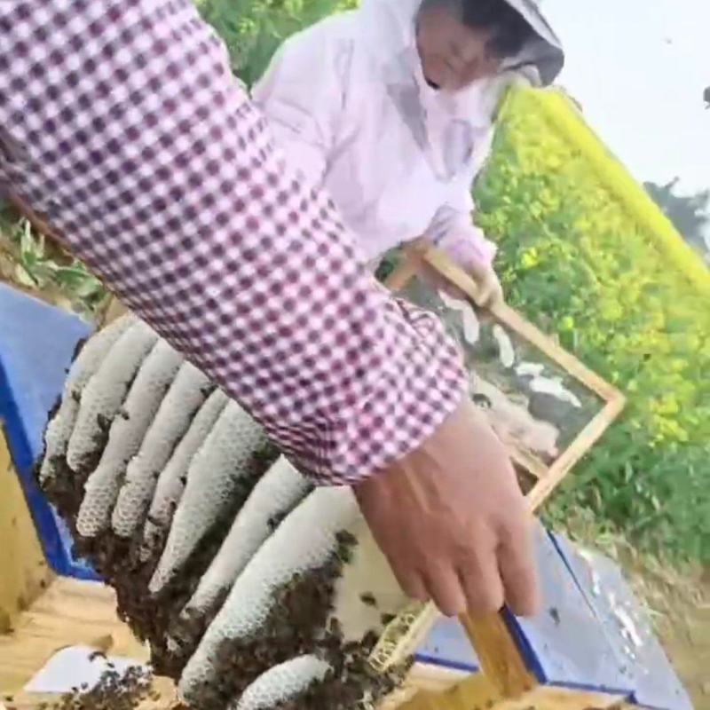 越南油菜花蜂蜜4斤100元支持一件代发寻全国代理商