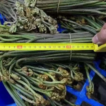 贵州野生蕨苔
