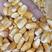 玉米厂家精品玉米现货供应玉米粒二级玉米黄玉米