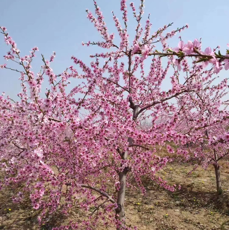 【实力商家】桃树，各种规格，占地桃树，绿化桃树～