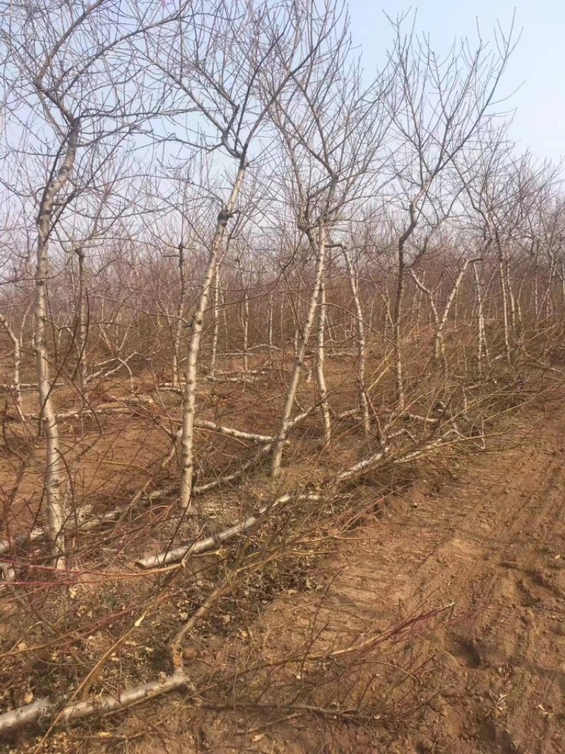 【实力商家】桃树，各种规格，占地桃树，绿化桃树～