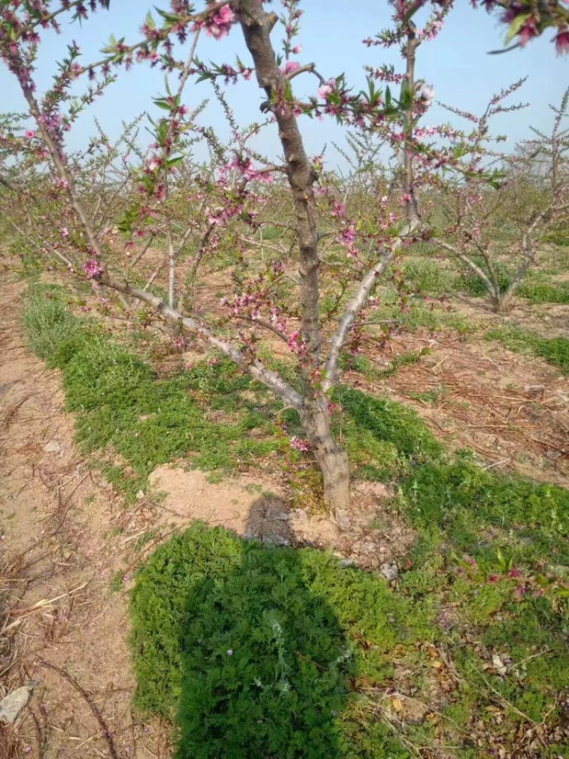 【实力商家】桃树，各种规格，占地桃树，绿化桃树～