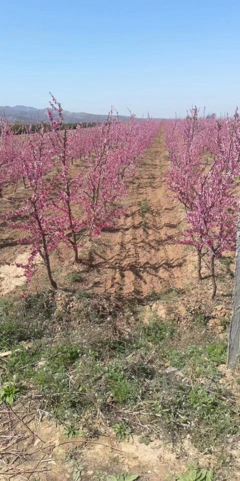 【实力商家】桃树，各种规格，占地桃树，绿化桃树～