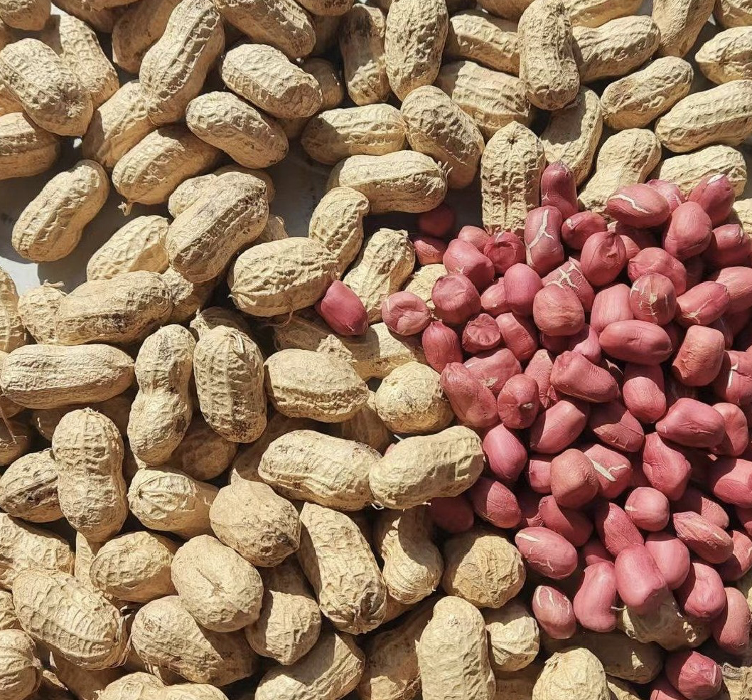 花生营养成分图:展示花生中主要营养成分的占比和作用 花生营养成分图