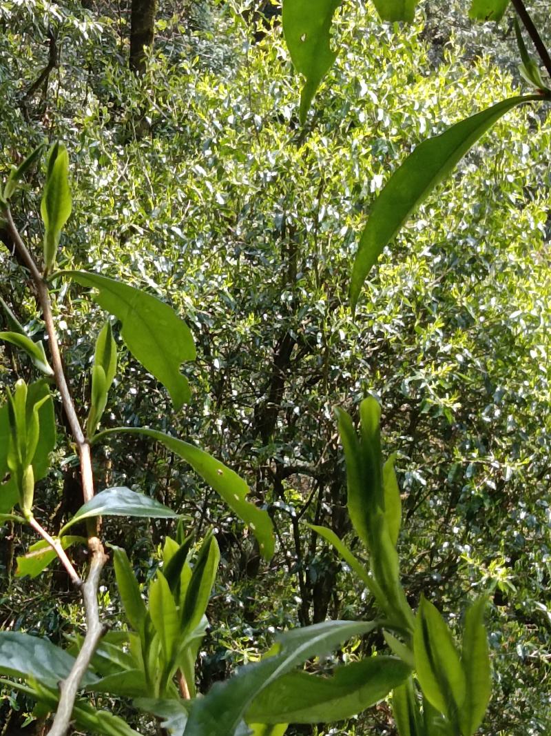 出售原生态茶