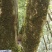 出售原生态茶