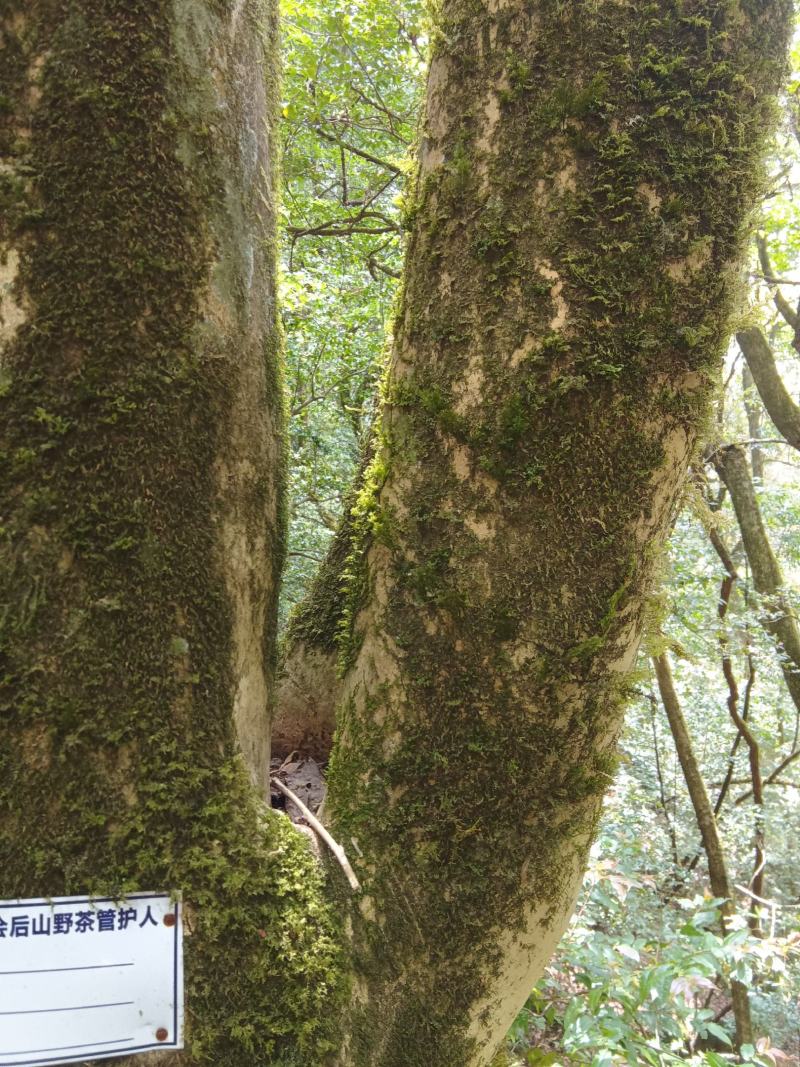 出售原生态茶