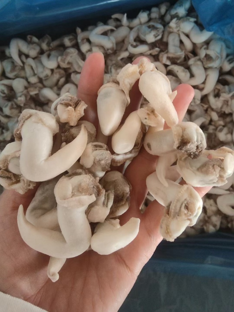 白玉鸟贝肉，干冰，元汁，主打一个鲜，给你来个惊喜！