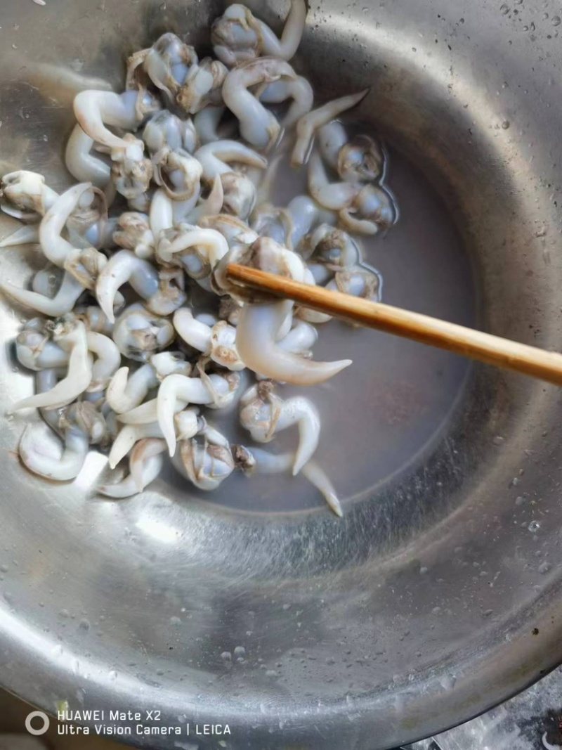 白玉鸟贝肉，干冰，元汁，主打一个鲜，给你来个惊喜！