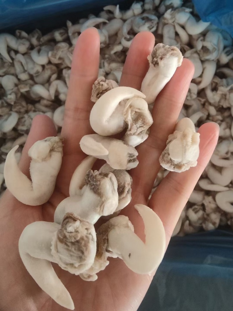 白玉鸟贝肉，干冰，元汁，主打一个鲜，给你来个惊喜！
