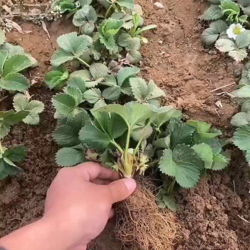 雪沁香草莓苗果实全红甜度高硬度大抗病能力强