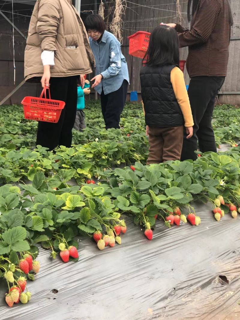 雪沁香草莓苗果实全红甜度高硬度大抗病能力强