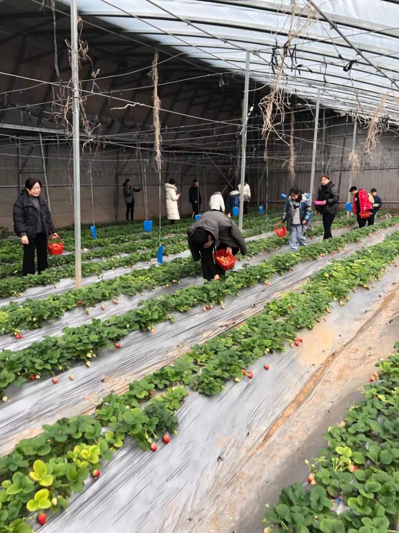 雪沁香草莓苗果实全红甜度高硬度大抗病能力强