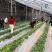 雪沁香草莓苗果实全红甜度高硬度大抗病能力强