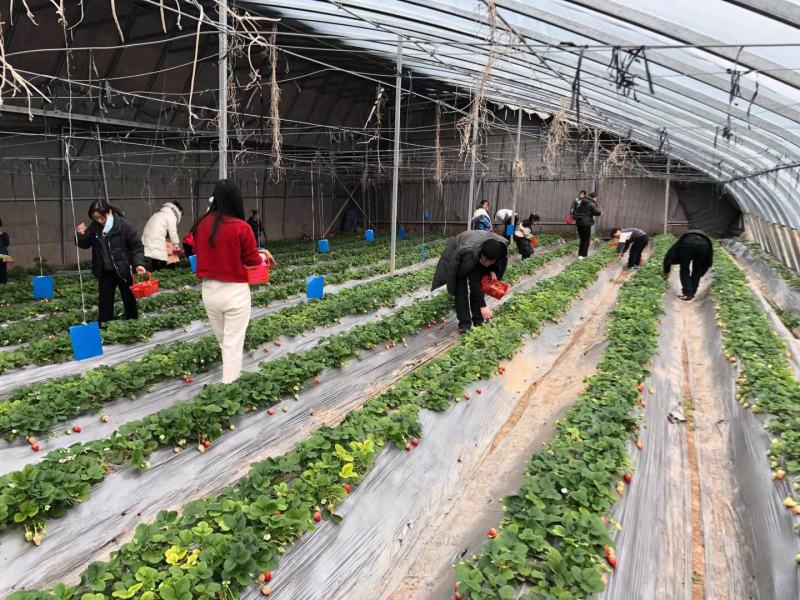 雪沁香草莓苗果实全红甜度高硬度大抗病能力强