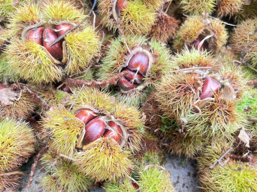 图表横向对比石栗子与板栗、核桃、杏仁在蛋白质、脂肪、碳水化合物、膳食纤维、维生素E、钙、铁七项指标上的数值,数据标注清晰,配色专业 石栗子营养成分柱状图对比