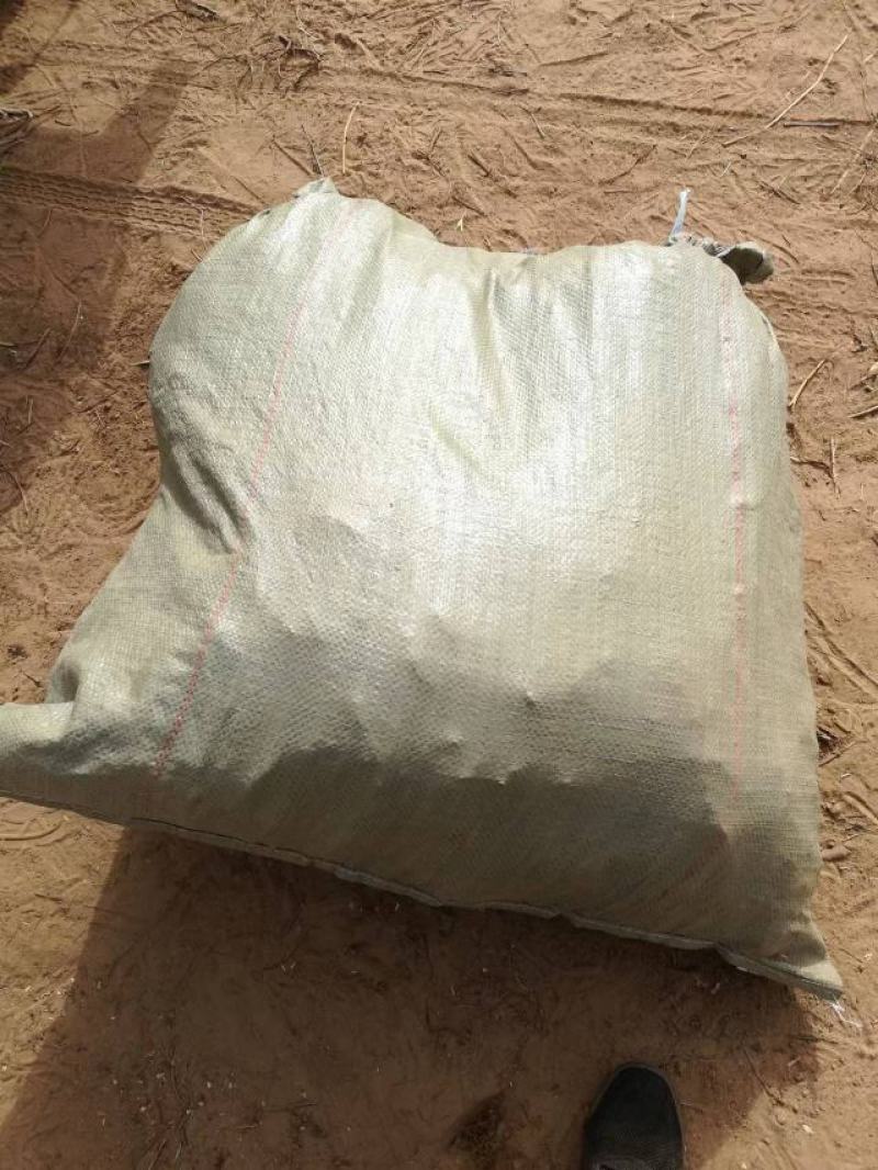 精品2米长五叶爬山虎，根粗苗壮，颗颗精选