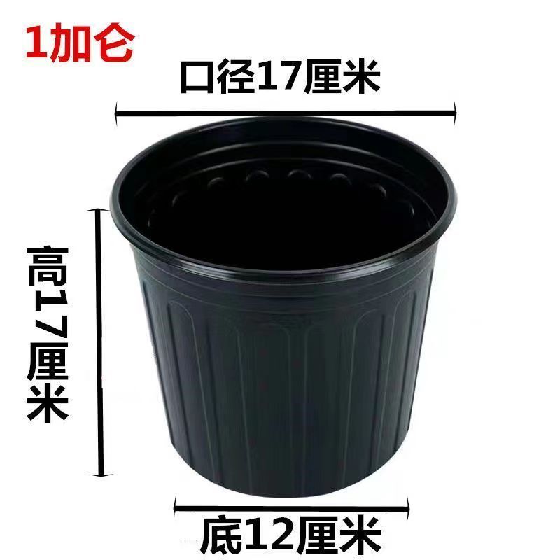 加厚双色盆批发育苗杯筒易花盆多肉叶插盆大棚营养盆