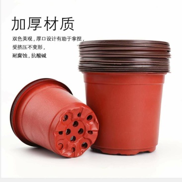 加厚双色盆批发育苗杯筒易花盆多肉叶插盆大棚营养盆