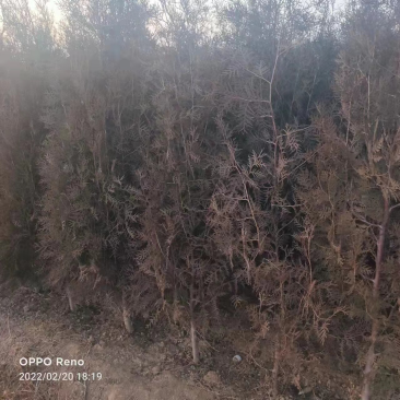 【实力商家】山西绛县侧柏，量大从优，物美价廉，量大～