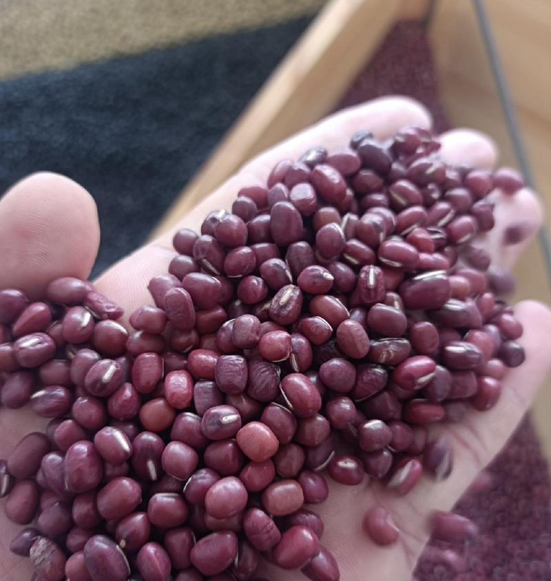 红小豆厂家现货批发精品红小豆红豆全国发货