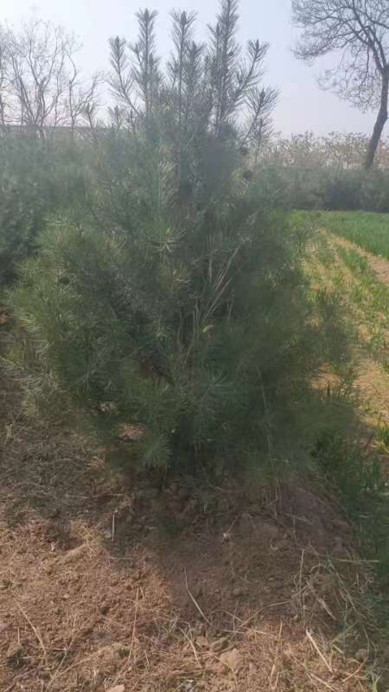 【实力商家】山西绛县白皮松，库存量大，规格齐全～