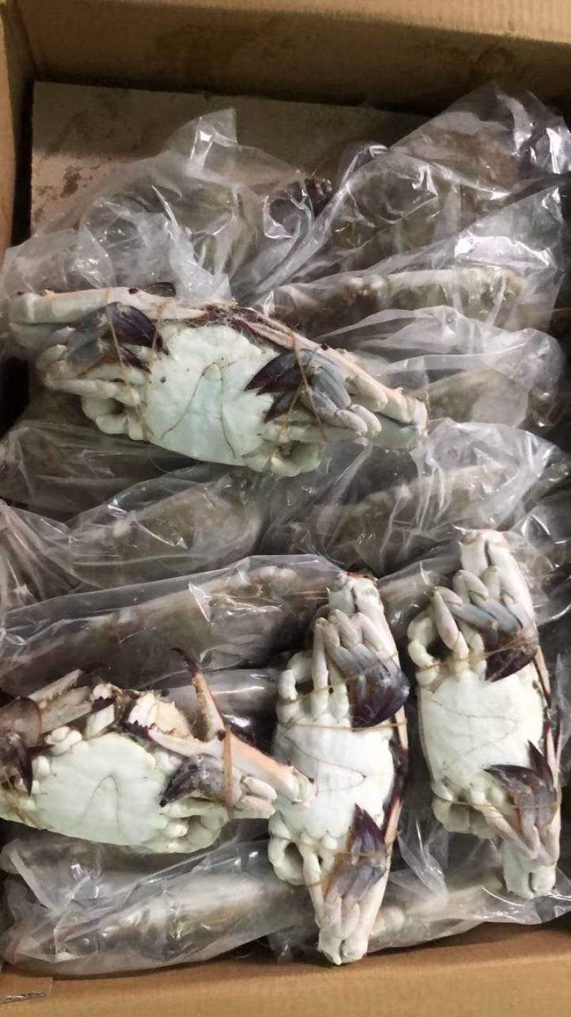 20斤装单冻梭子蟹