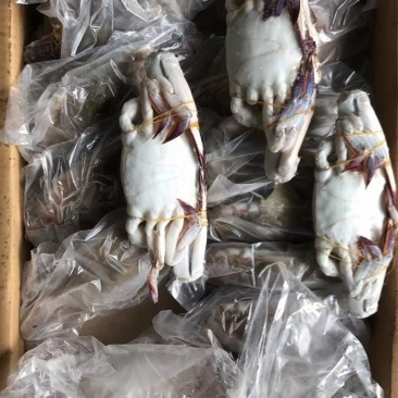 20斤装单冻梭子蟹