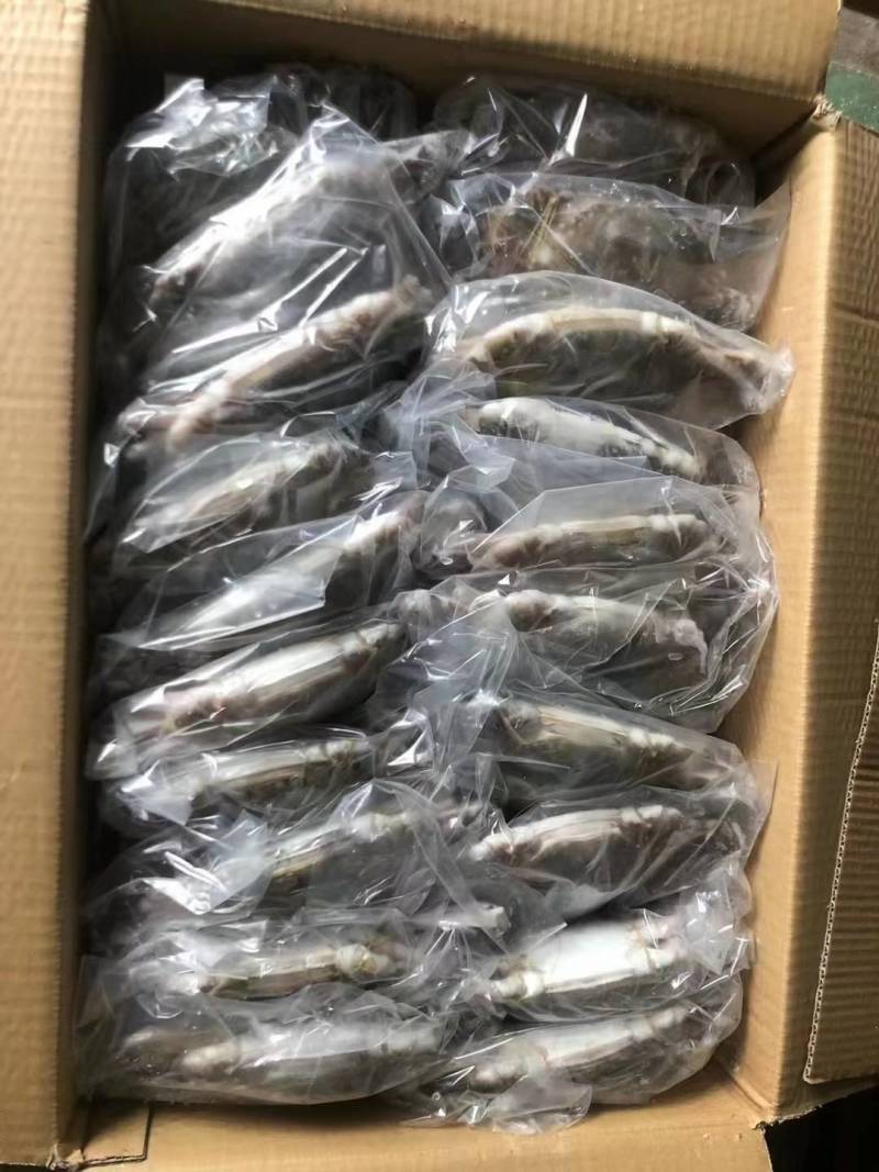 20斤装单冻梭子蟹