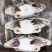 20斤装单冻梭子蟹