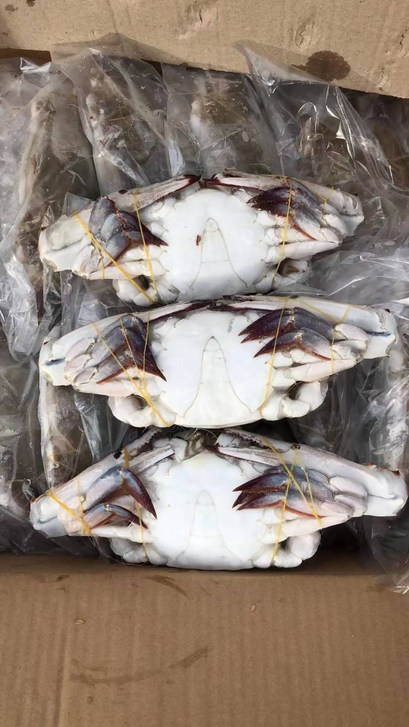 20斤装单冻梭子蟹