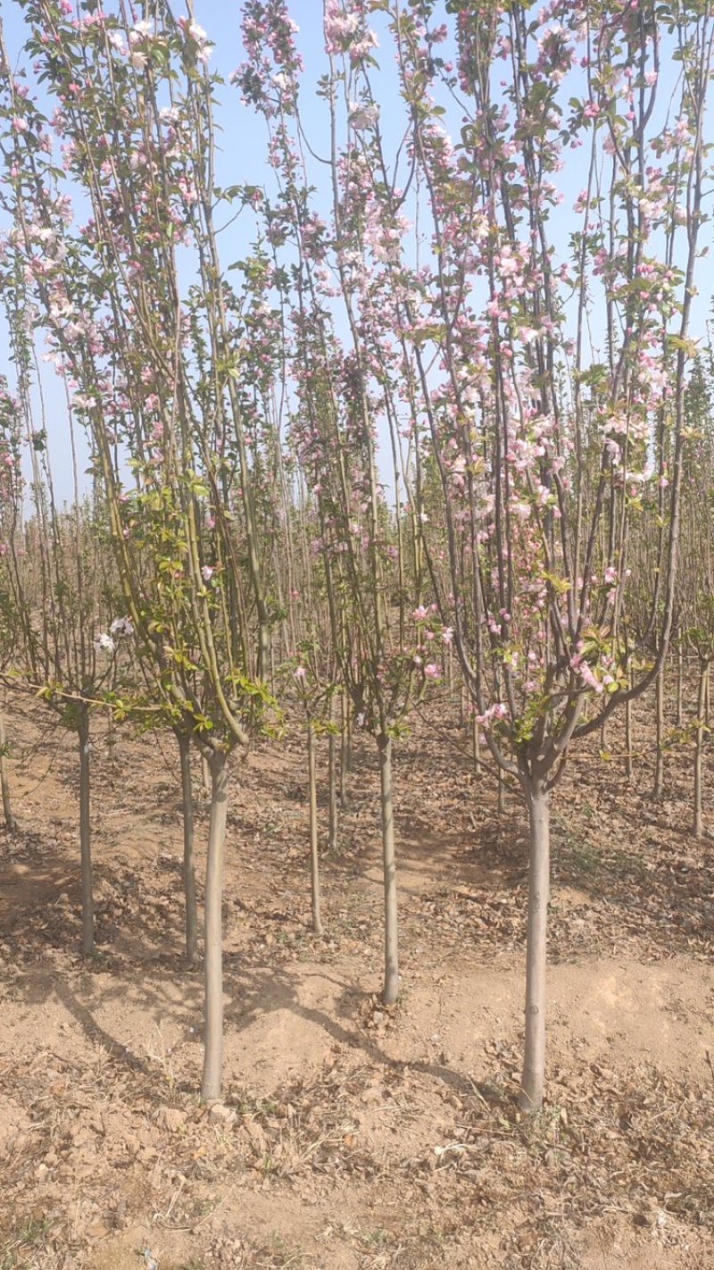 【实力商家】山西绛县西府海棠3-5公分，规格齐全～