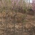 【实力商家】山西绛县西府海棠3-5公分，规格齐全～