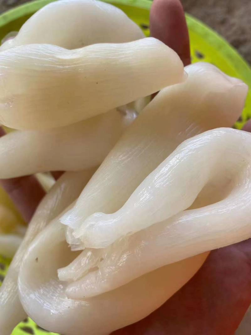 鸡蛋胶，花胶，筒胶，圆胶，尖胶