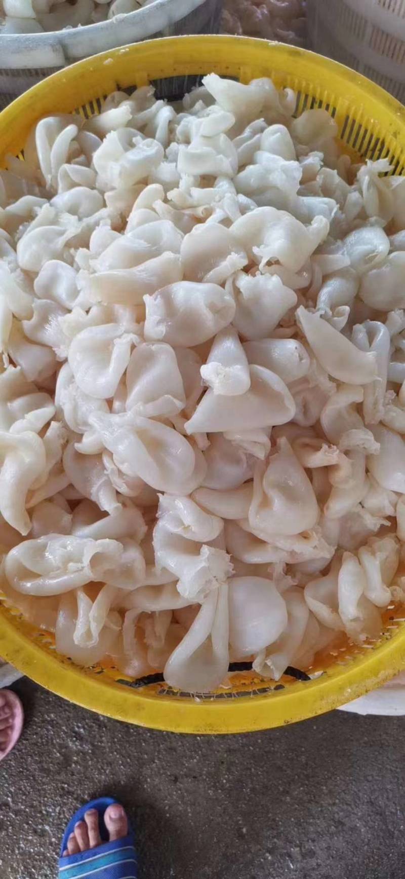 鸡蛋胶，花胶，筒胶，圆胶，尖胶